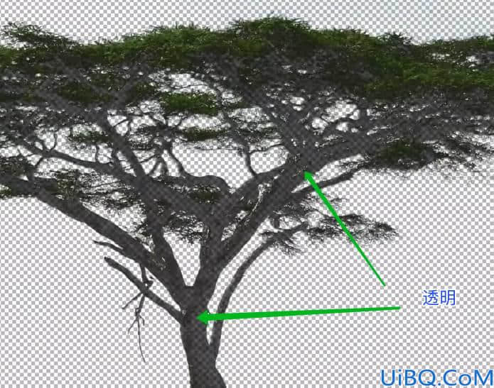 学习用photoshop色彩范围工具抠出背景复杂的大树素材图。