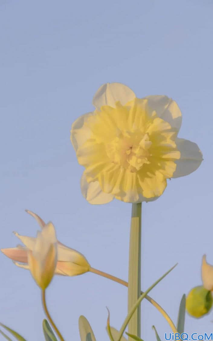 Photoshop植物调色实例：给漂亮的郁金香照片调出温柔唯美的效果