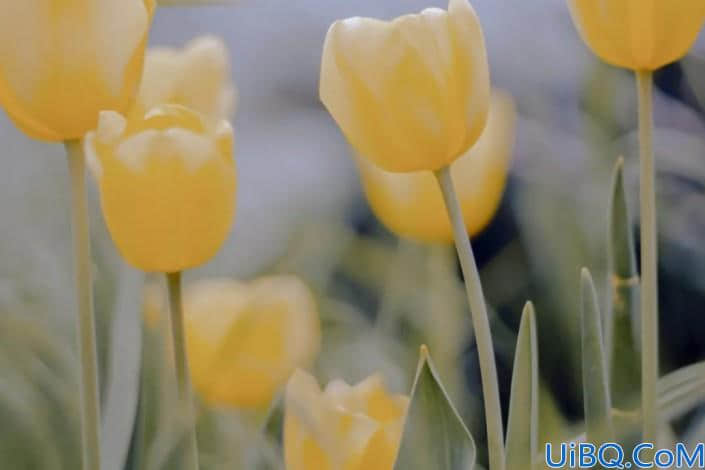 Photoshop植物调色实例：给漂亮的郁金香照片调出温柔唯美的效果