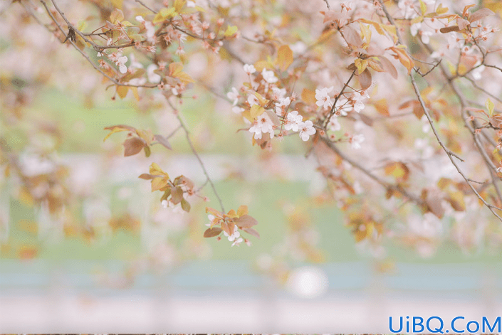 Photoshop给樱花树下拍摄的少女写真照调出日系小清新效果。