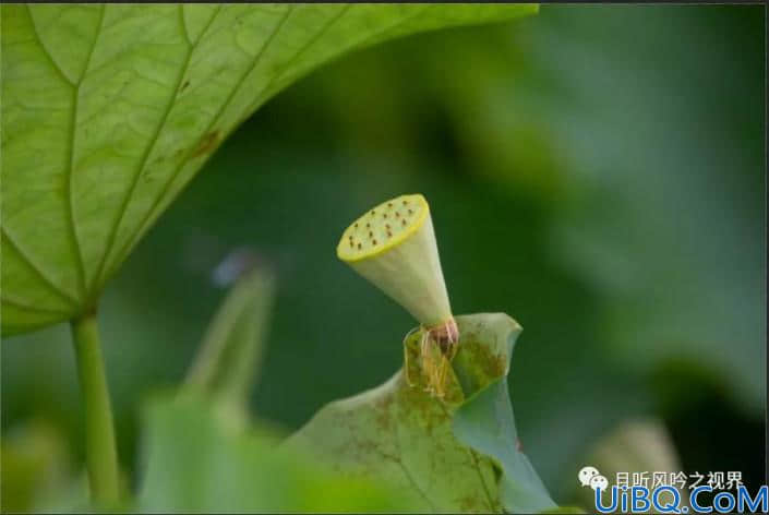 风景后期，调出清新优雅的莲蓬照片