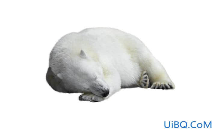 创意合成，合成制作一幅融化的北极熊