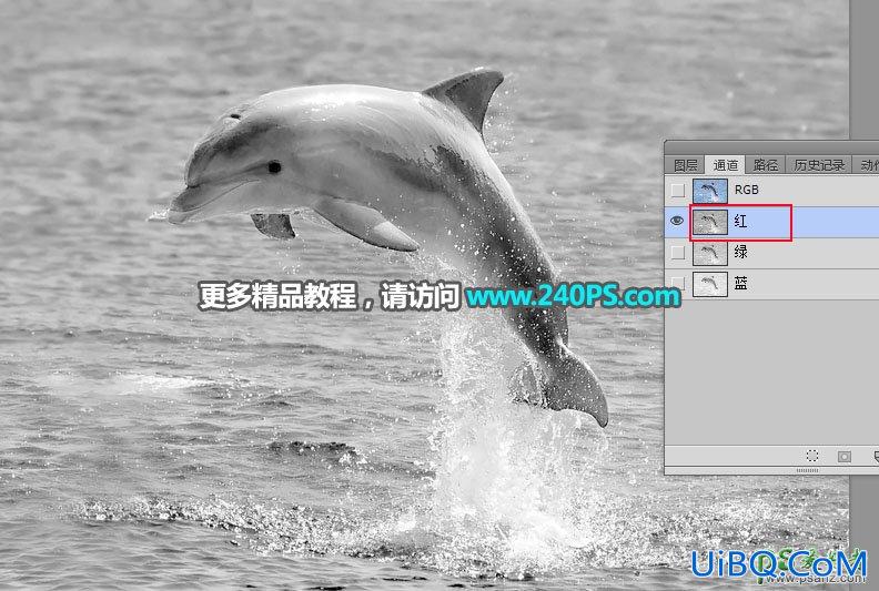 利用PS通道及调色工具快速把跃出水面的海豚素材图片