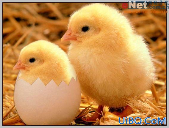 PS合成蛋壳里的小鸡