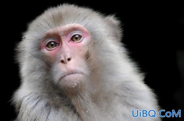 Photoshop动物抠图教程：使用通道工具快速抠出一只猴子。