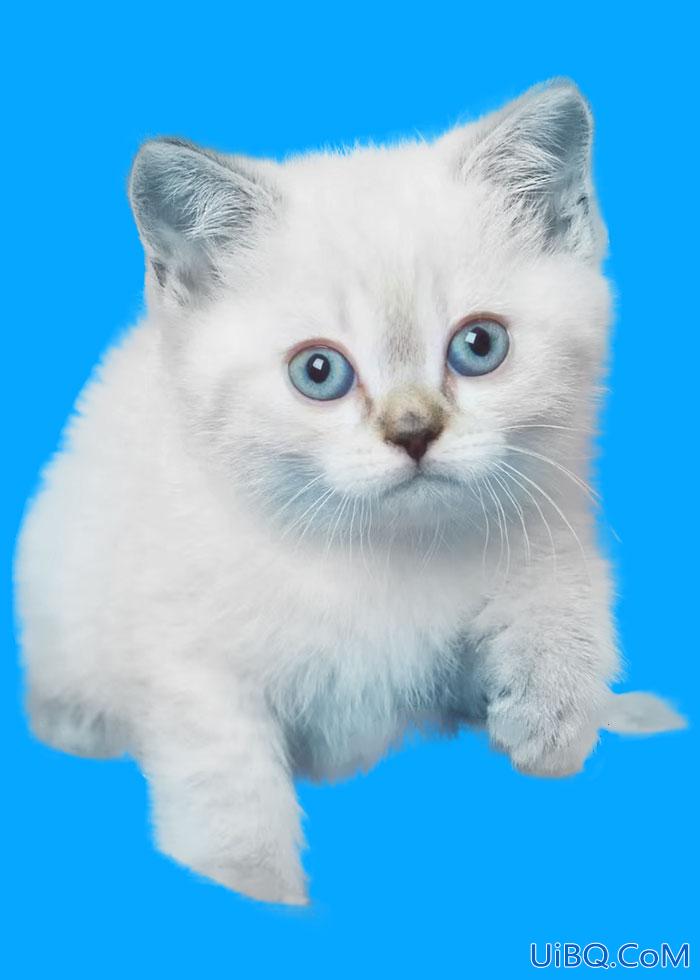 Photoshop动物抠图：利用对象选择工具，选择并遮住来抠出一只可爱的猫咪