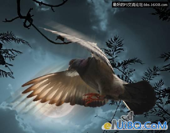 PS照片合成教程:黑夜中飞翔的鸽子