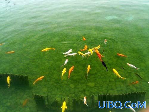 PS照片合成:池子里的金鱼