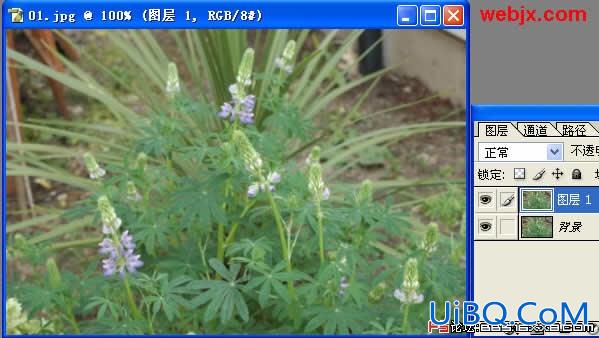 PS让花卉照片更加清晰嫩绿