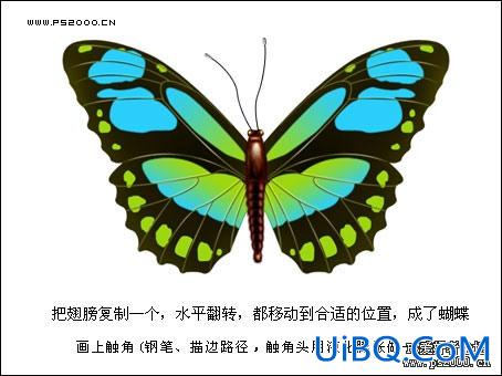 PS鼠绘教程:绘制逼真的美丽蝴蝶