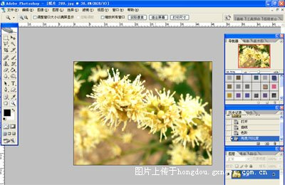 PS教程:制作简单2008年花卉日历