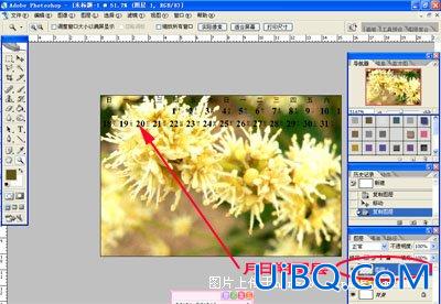 PS教程:制作简单2008年花卉日历
