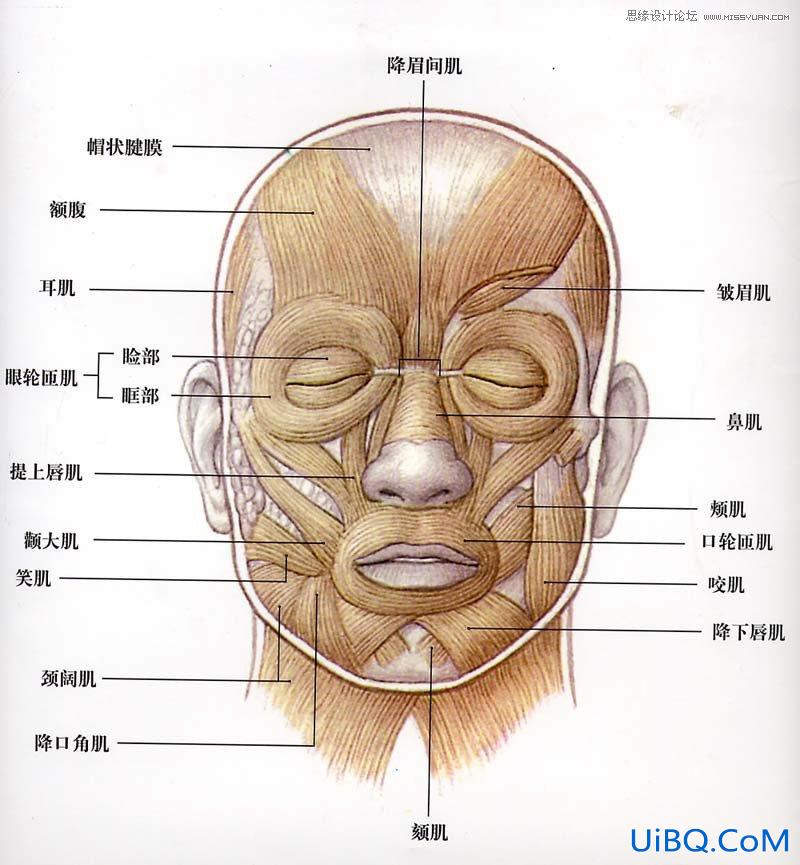 ps调出模特面部完美的质感肤色