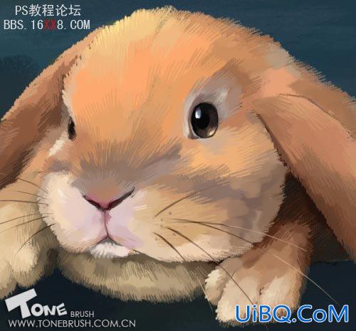 PS儿童插画教程:相对写实的兔子