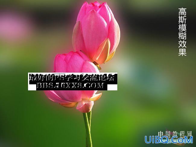 PS模糊效果淡化背景,突出主题