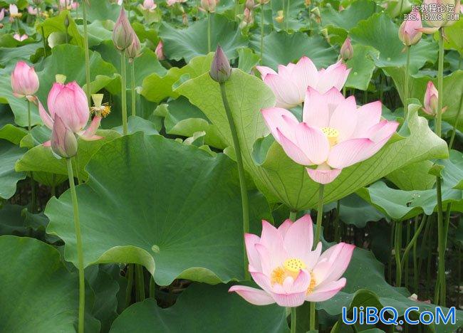 ps湖景婚片处理教程