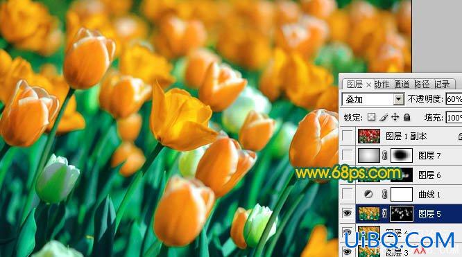 PS打造鲜丽的橙黄色郁金香图片