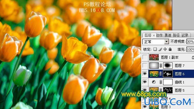 PS打造鲜丽的橙黄色郁金香图片