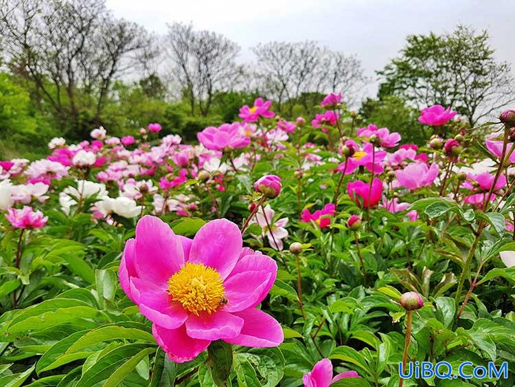 PS合成一幅花开富贵的美景，漂亮的花海风景图片。