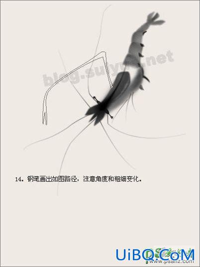 PS鼠绘中国水墨画《虾》，绘制两只漂亮的水墨虾
