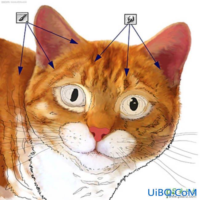 PS鼠绘可爱逼真的猫咪头像，非常萌的小猫头像图片素材