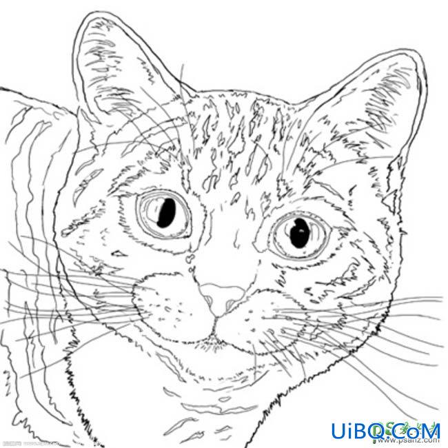 PS鼠绘可爱逼真的猫咪头像，非常萌的小猫头像图片素材