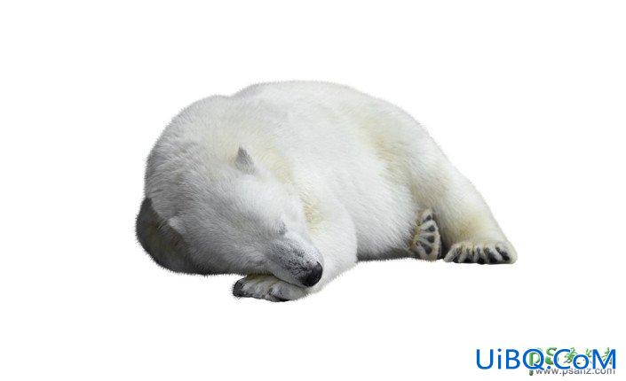 PS合成一头融化效果的北极熊特效图片。