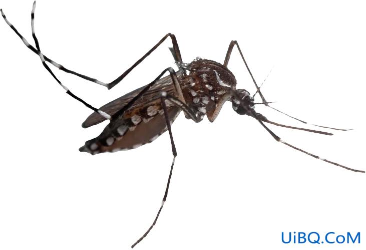 PS创意合成一只触电的蚊子，吸电的蚊子。