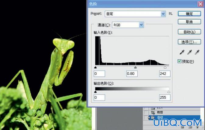 ps给摄影中的螳螂做后期修饰