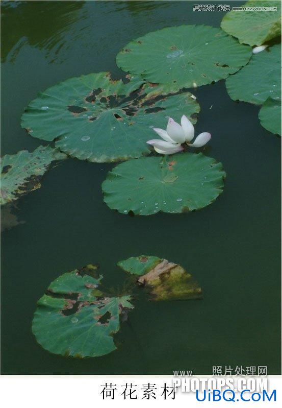 ps用荷花素材设计中国风水墨封面