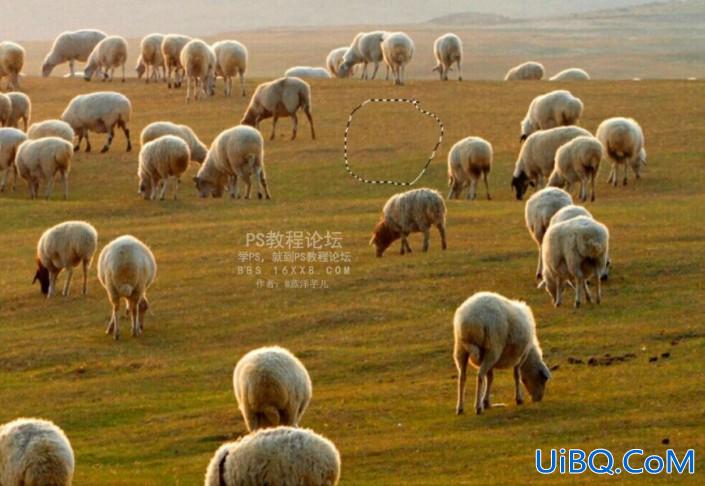 Photoshop图片去杂物教程：用简单的方法在一张羊群图片中去除一只羊。