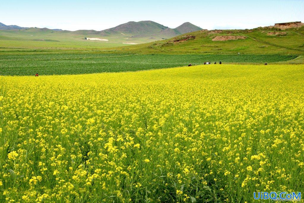 PS给金色的油菜花风景图片调出唯美的霞光色彩