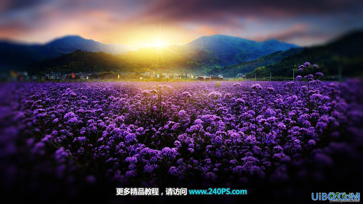 PS给紫色花海田园风光照片调出唯美暖色，秀丽的日出效果