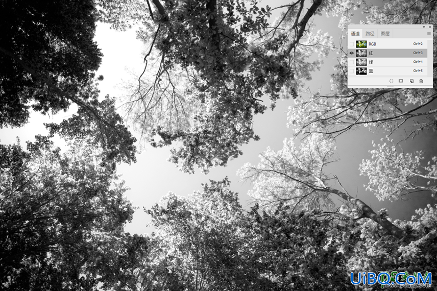 ps复杂图像抠图：学习用通道工具把复杂背景的树林图片抠出来。