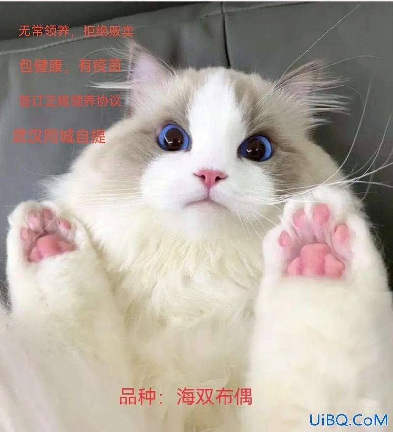 培训班升学靠谱吗(升学猫靠谱吗)？